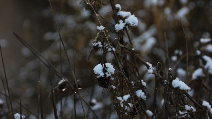 nieve