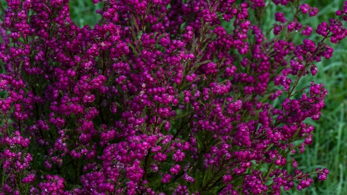 Rigende rødviolette blomsterbuske med grønne blade.