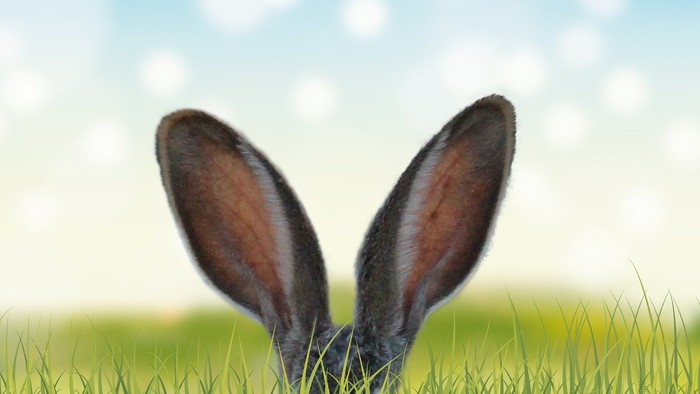 Ein Hase steckt im grünen Gras und nur seine Ohren sind sichtbar.
