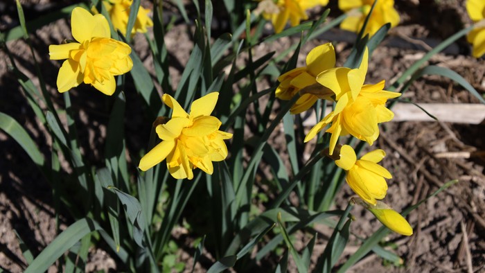 Lyse gule påskeliljer blomstrer livligt mellem grønne blade og jord i en solrig udendørs omgivelse.