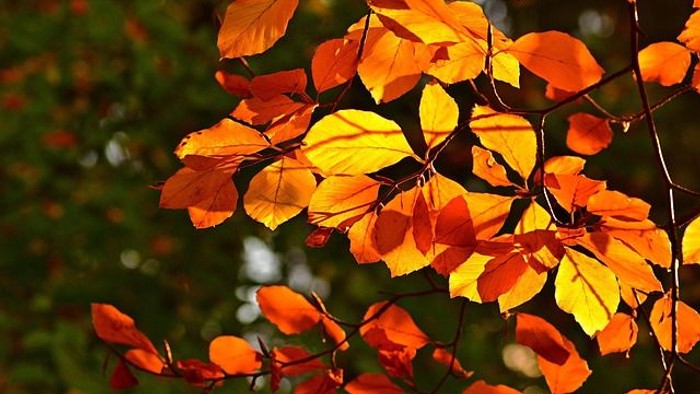 Bunte Blätter am Baum