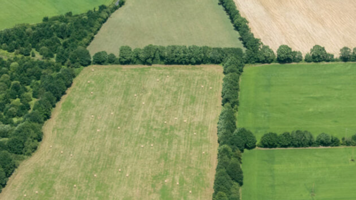 Vue aérienne de champs agricoles soigneusement divisés, bordés de haies d'arbres.