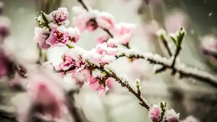 Blomster med sne på gren