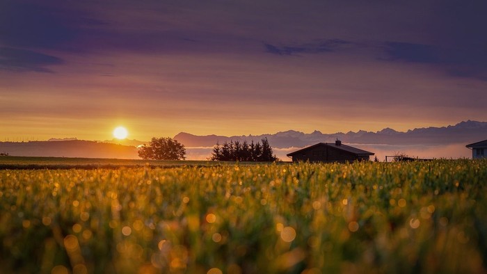 Ein Sonnenuntergang über einem Feld mit hohem Gras und einem Haus im Hintergrund