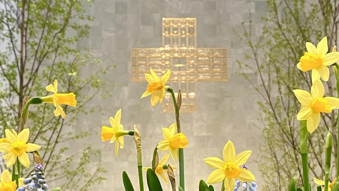 Bild von blühenden Osterglocken mit einem Kreuz im Hintergrund