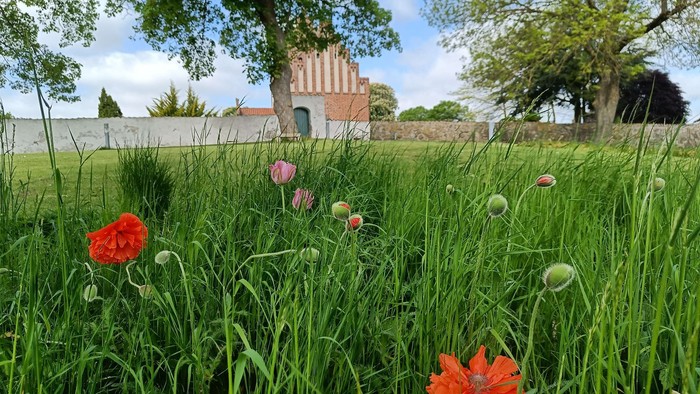 En grøn have med røde og hvide blomster og et hus i baggrunden