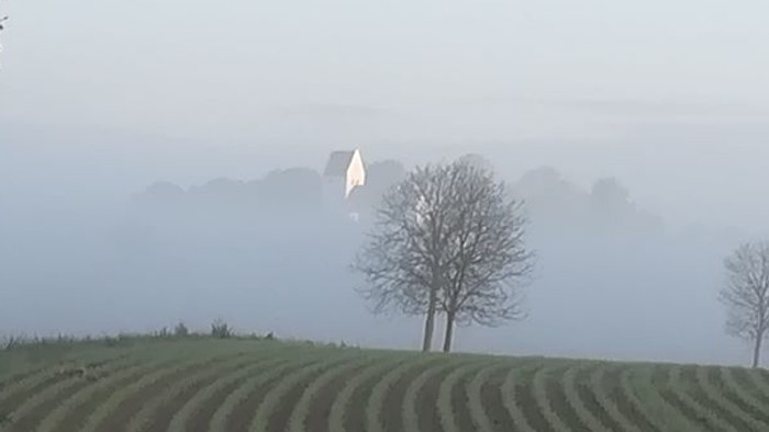 En neblig morgen i landskabet med en skov og to træer.