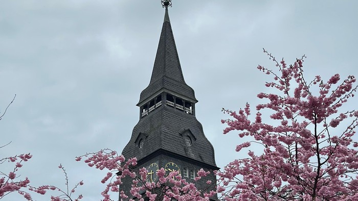 Turm mit spitzer Spitze hinter rosa blühendem Baum