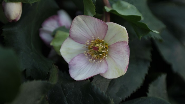 Januar Blomst
