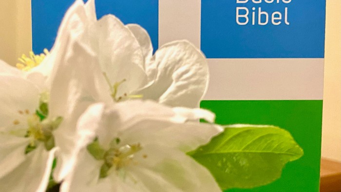 Weiße Blüten vor grünem und blauem Hintergrund