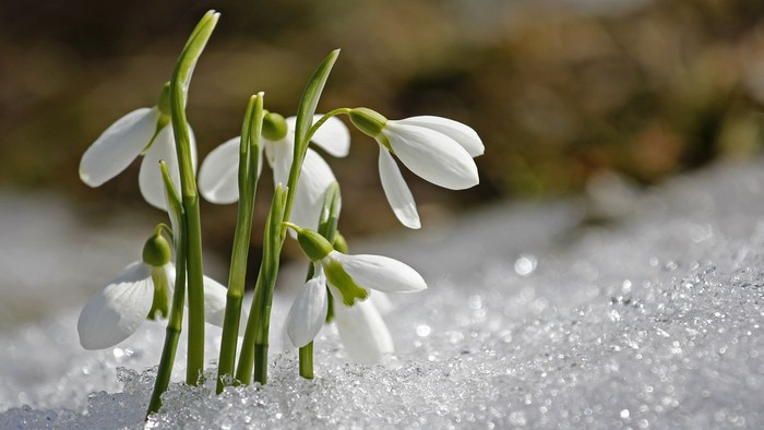 Smukke hvide snødropper gennem brudt sne