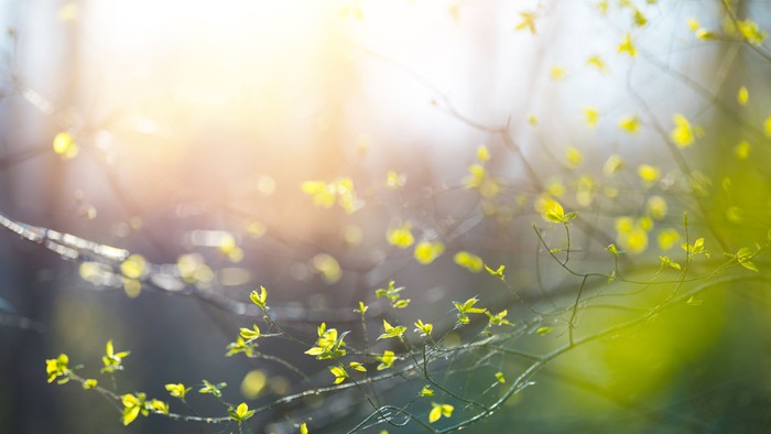 Solskin skiner gennem blomstergrene med gule blomster.