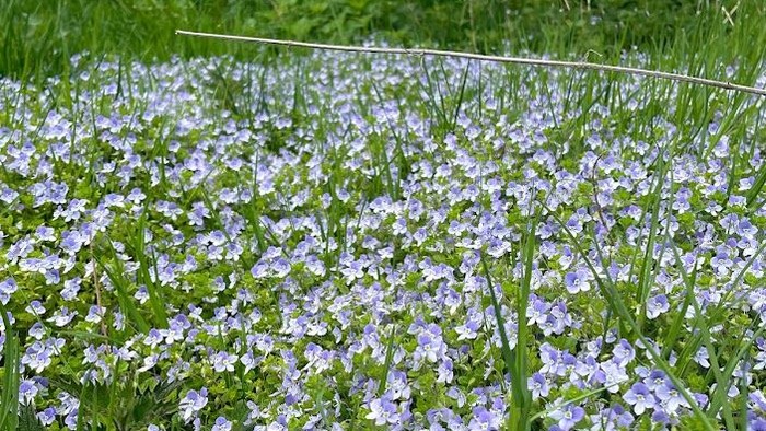 En eng med mange blå vildblomster og et stok.