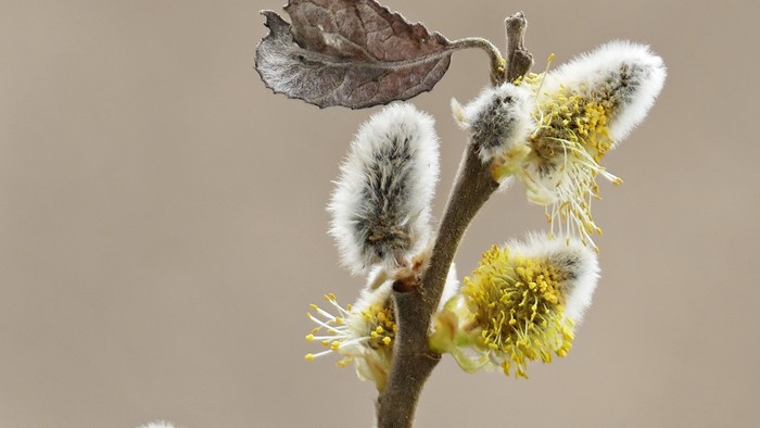 En gren med blomsterknopper og en løg.