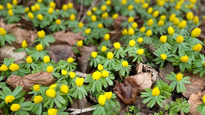 Gulde kølleblomster vokser mellem steene og tørre blader