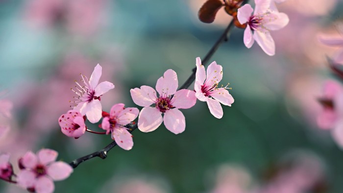 Ømme lyserøde blomster på en trægren med udfokuseret grøn baggrund.