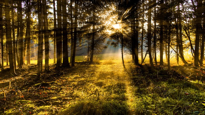 Ein sonnenbeschienener Waldweg mit hohem Gras und Bäumen.