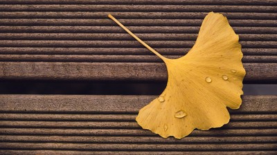 Ein einzelnes gelbes Ginkgoblatt liegt auf einem Holzboden.