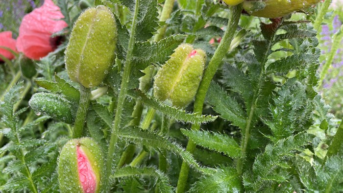 Frische Blumen mit Tautropfen auf grünen Blättern