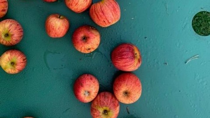 En blå badekar med mange faldne æbler.