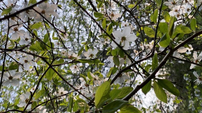 hvidt blomstrende grene