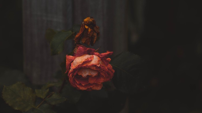 Eine rote Rose vor dunklem Hintergrund und weißer Wand.