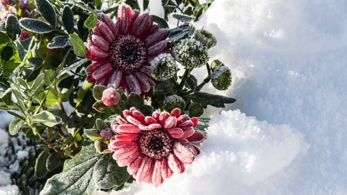 Frostbelagte blomster med sarte kronblade og grønne blade dukker frem fra en snedækket baggrund.