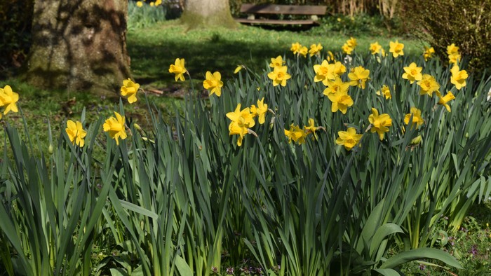 Ein Garten mit vielen gelben Narzissen und einem Baumstumpf.