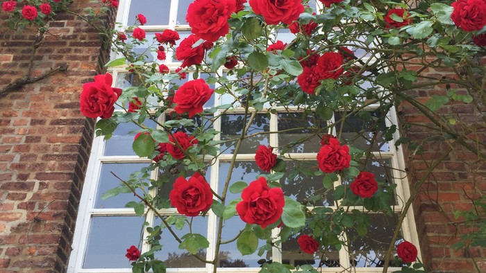 Rote Rosen ranken sich an einem Ziegelgebäude entlang