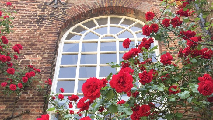 Rote Rosen ranken an altem Ziegelgebäude empor