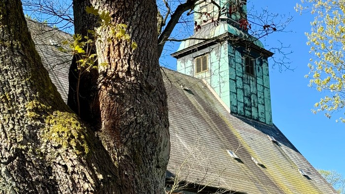 Eine historische Backsteinkirche mit hohem Turm, gerahmt von einem großen, strukturierten Baumstamm.