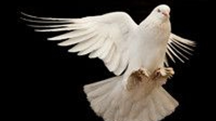 En hvid dunde flyver mod sort baggrund