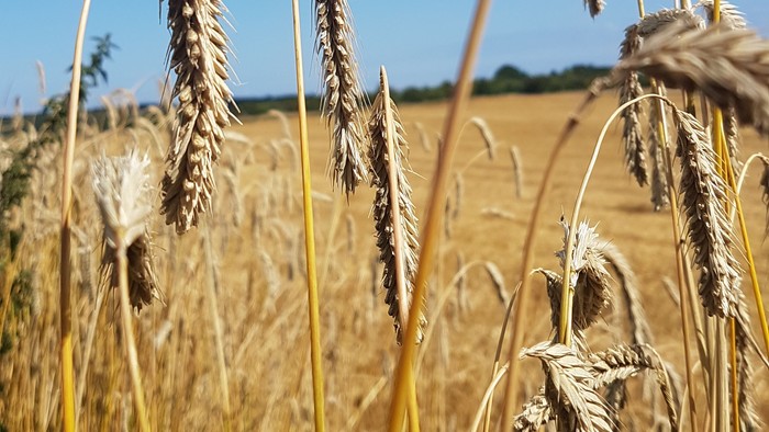 En stor mark med høstfriks og blå himmel med hvidt skyer.