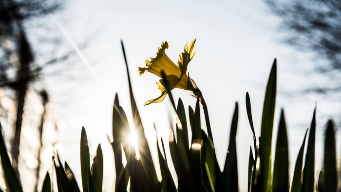 En ensom gul tulipan stiger højt mod en klar blå himmel med sollys i baggrunden.