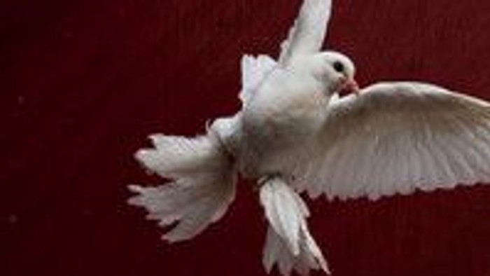 En hvid duve flyver over rød baggrund
