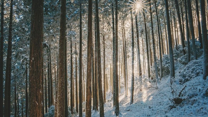 Sunlight filters through dense forest of tall trees covered in snow.