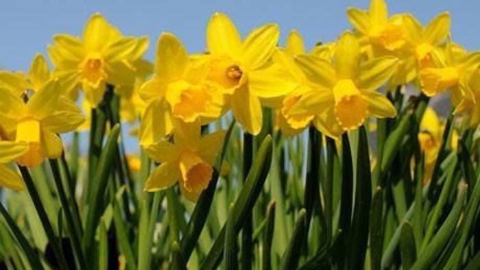 Nærbillede af påskeliljer