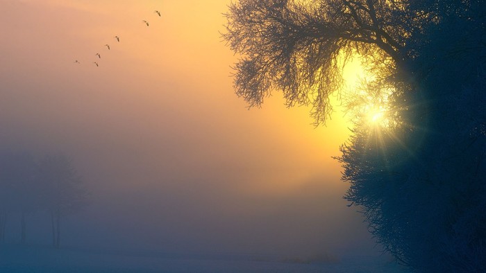 Solopgang over stille vand med fugle, der flyver, og træer som silhuetter.