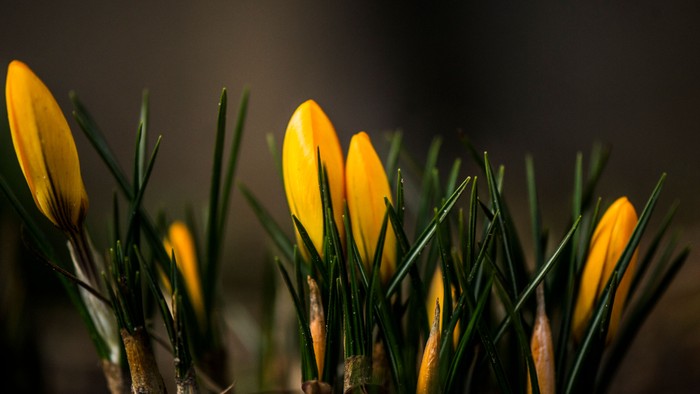 Gulde krokusblomster med grønne blade i natlys.