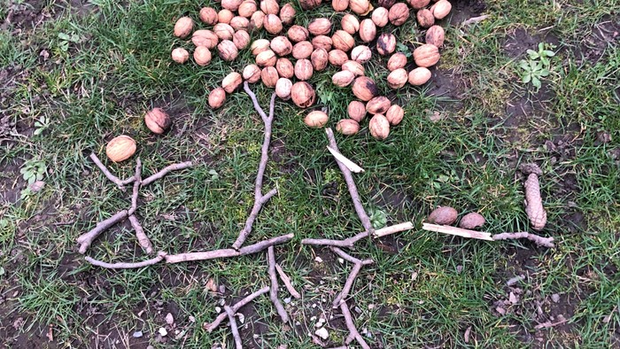 Ein Baum aus Zweigen und Kastanien auf einem grasbewachsenen Boden
