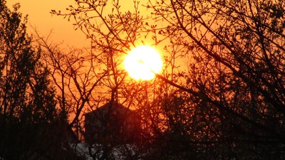 Ein Sonnenuntergang durch Bäume hindurch, mit dunklen Ästen und einem hellen, orangefarbenen Himmel