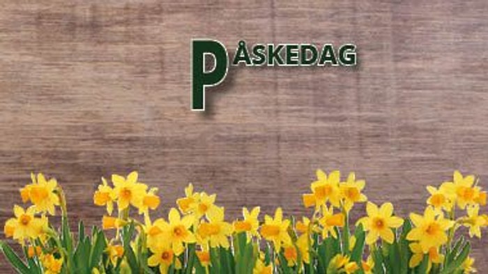 Et muret vegg med 'PASKEDAG' skilt og gule narcisser foran