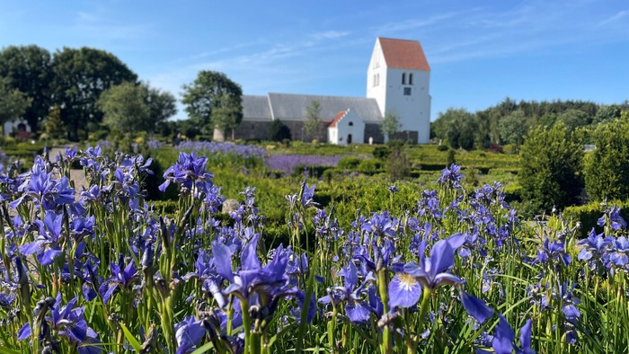 En fredfyldt kirke står bag et farverigt felt af blomstrende blå iris under en klar blå himmel.