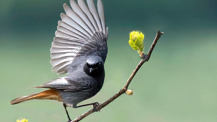 Vogel mit ausgebreiteten Flügeln