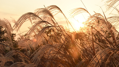 Solnedgangens silhuetter tegner fine prydgræsser mod en gylden himmel.