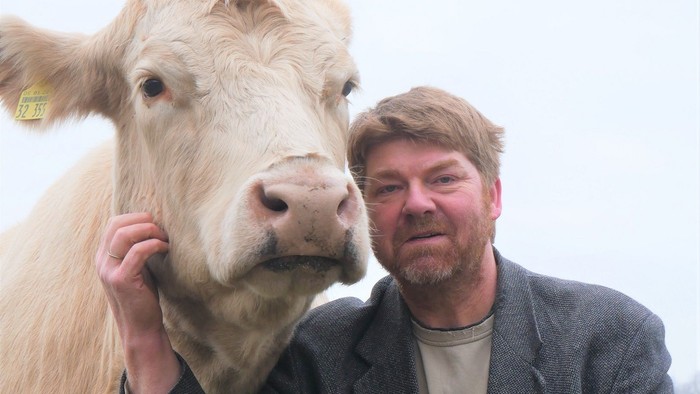 Mann im Sakko posiert mit einer großen Kuh.