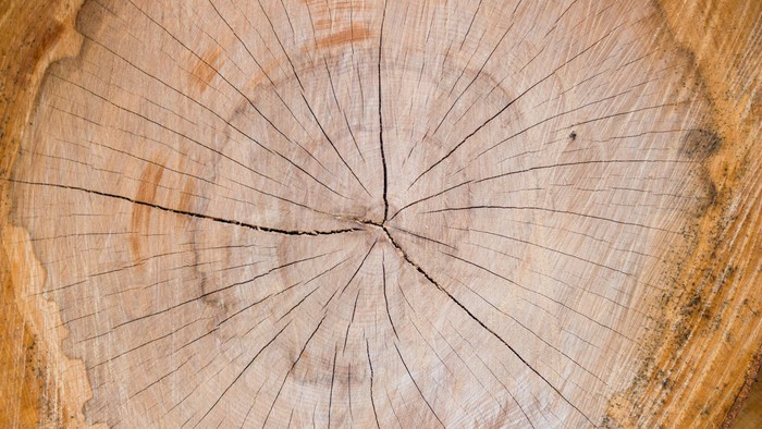 Baumstamm, Baumrinde, Jahresringe, hellbraun