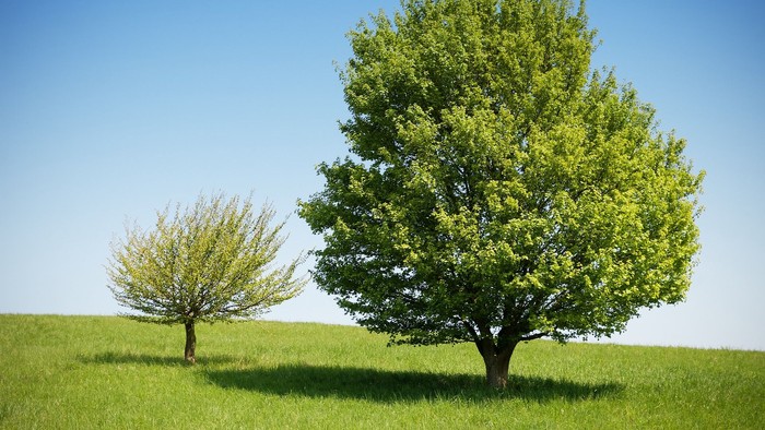 Two trees stand in a grassy field under a clear blue sky.