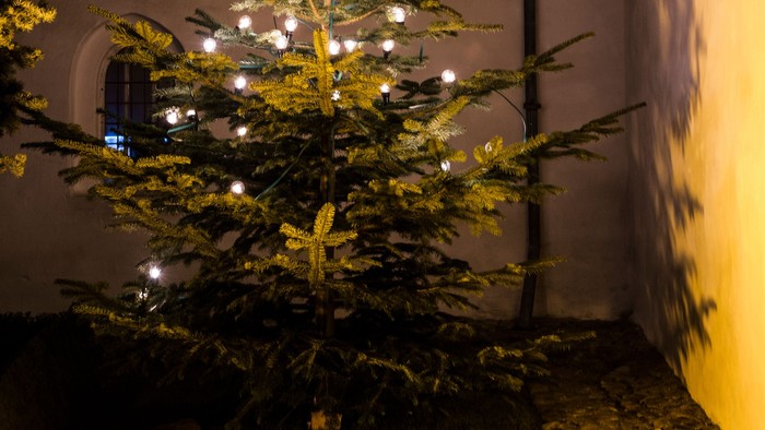En lystet juletree står i en lille gård med mur og planter.