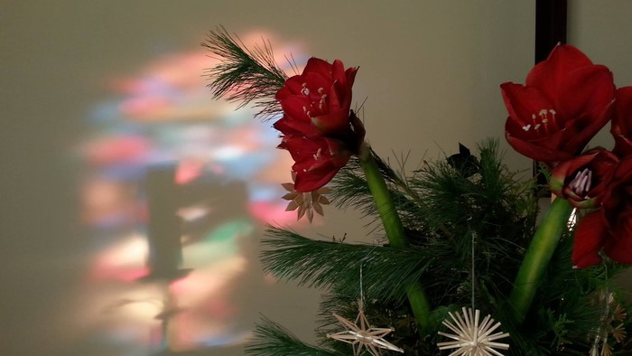 Weihnachtsdekoration mit roten Blumen und weißen Sternen